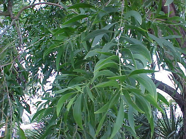 Bing: earleaf acacia language:en