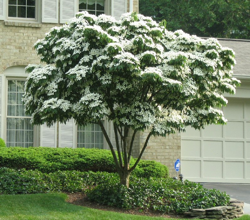 Milky way kousa dogwood