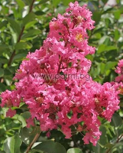 Hopi Crape Myrtle - Monrovia - Hopi Crape Myrtle