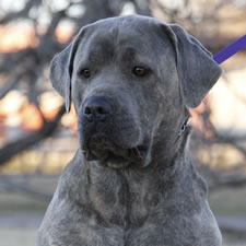 Do you Prefer Cropped vs Uncropped Cane Corso dogs?