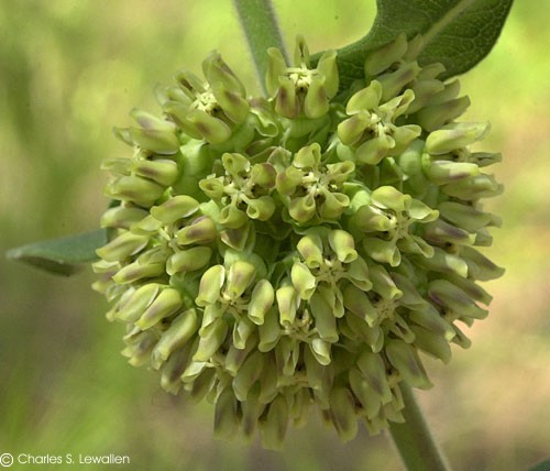 Asclepias eriocarpa