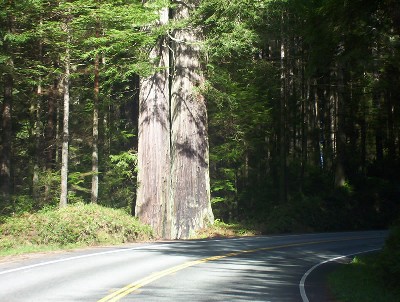 Tolowa dunes state park