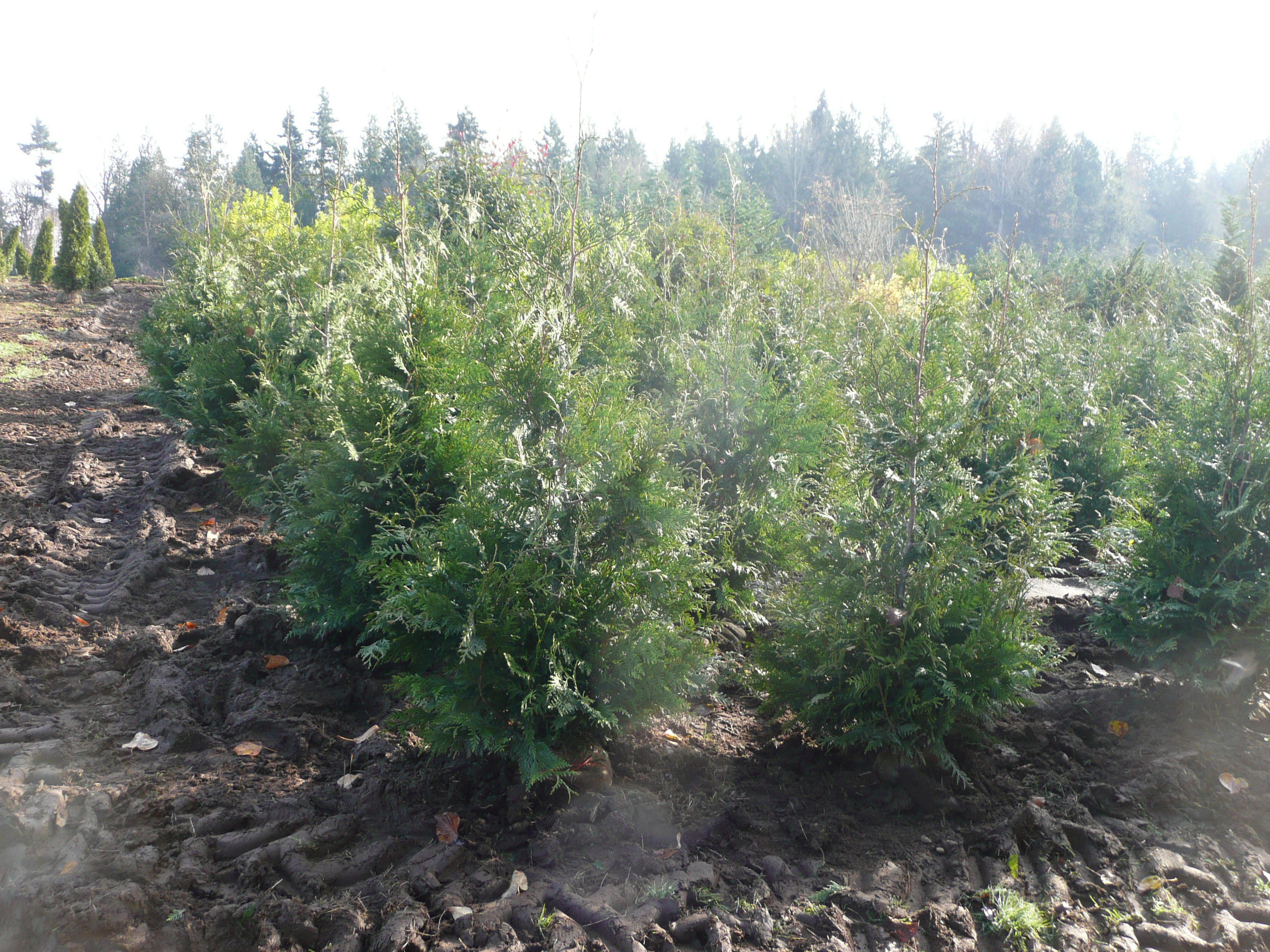 Thuja standishii x plicata