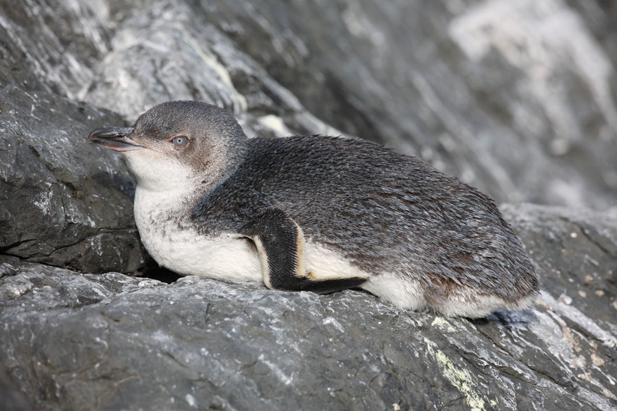 Bing: white flippered penguin language:en