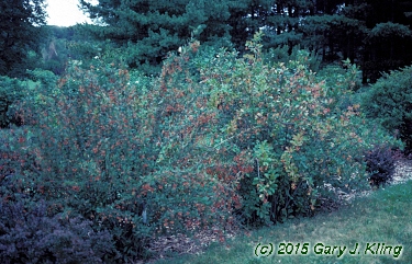 Stewartia koreana