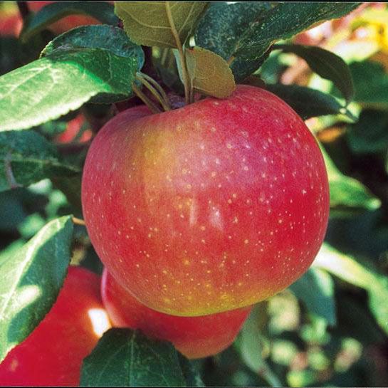 Honeycrisp pollinator