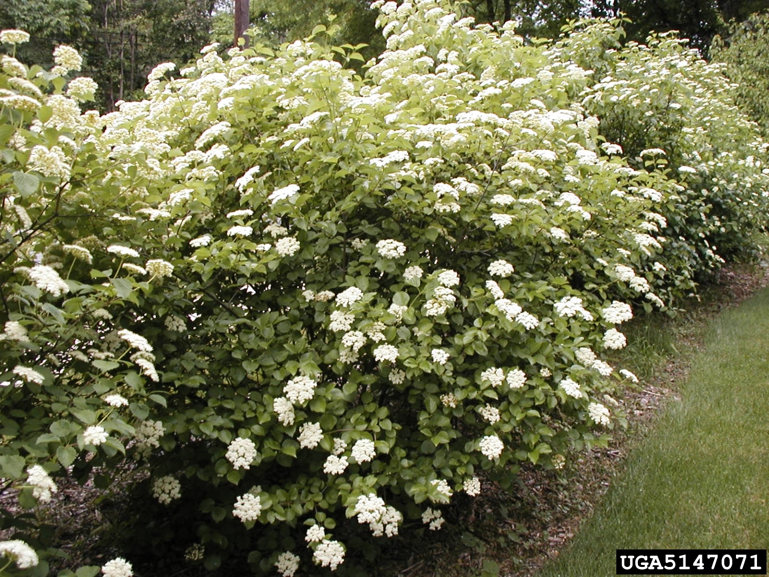 Chicago lustre viburnum