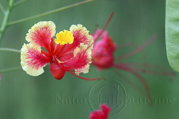 Bing: tibouchina grandifolia language:en