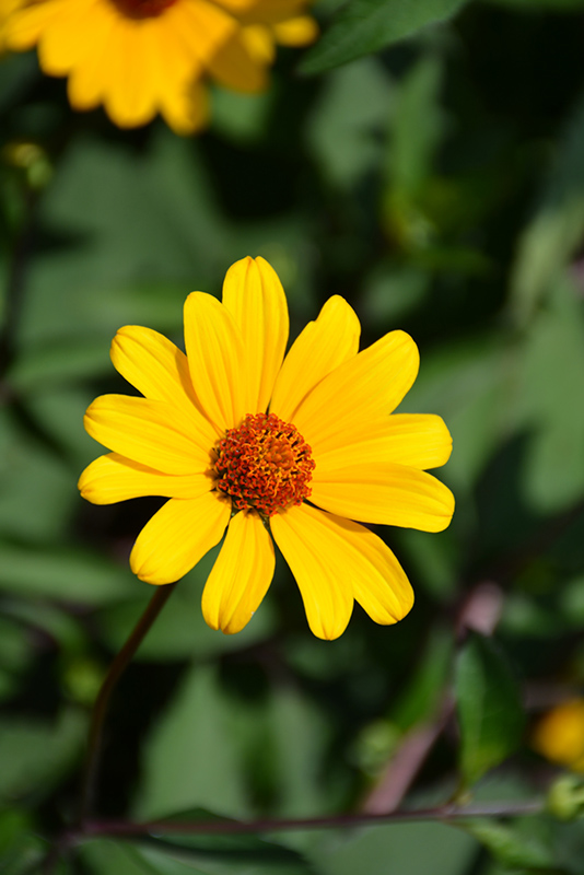 Bing: heliopsis summer nights language:en