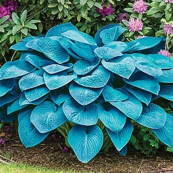 Hosta loyalist